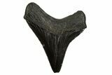 Serrated, Juvenile Megalodon Tooth - South Carolina #310106-1